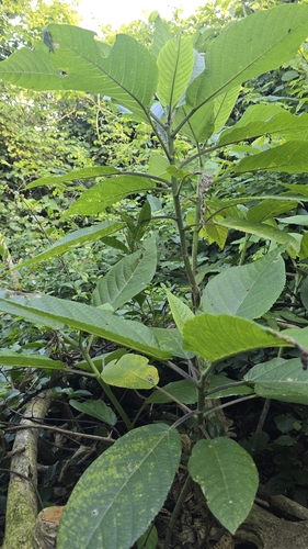 Image of Dendrocnide meyeniana by (c) 黃其君, some rights reserved (CC BY)