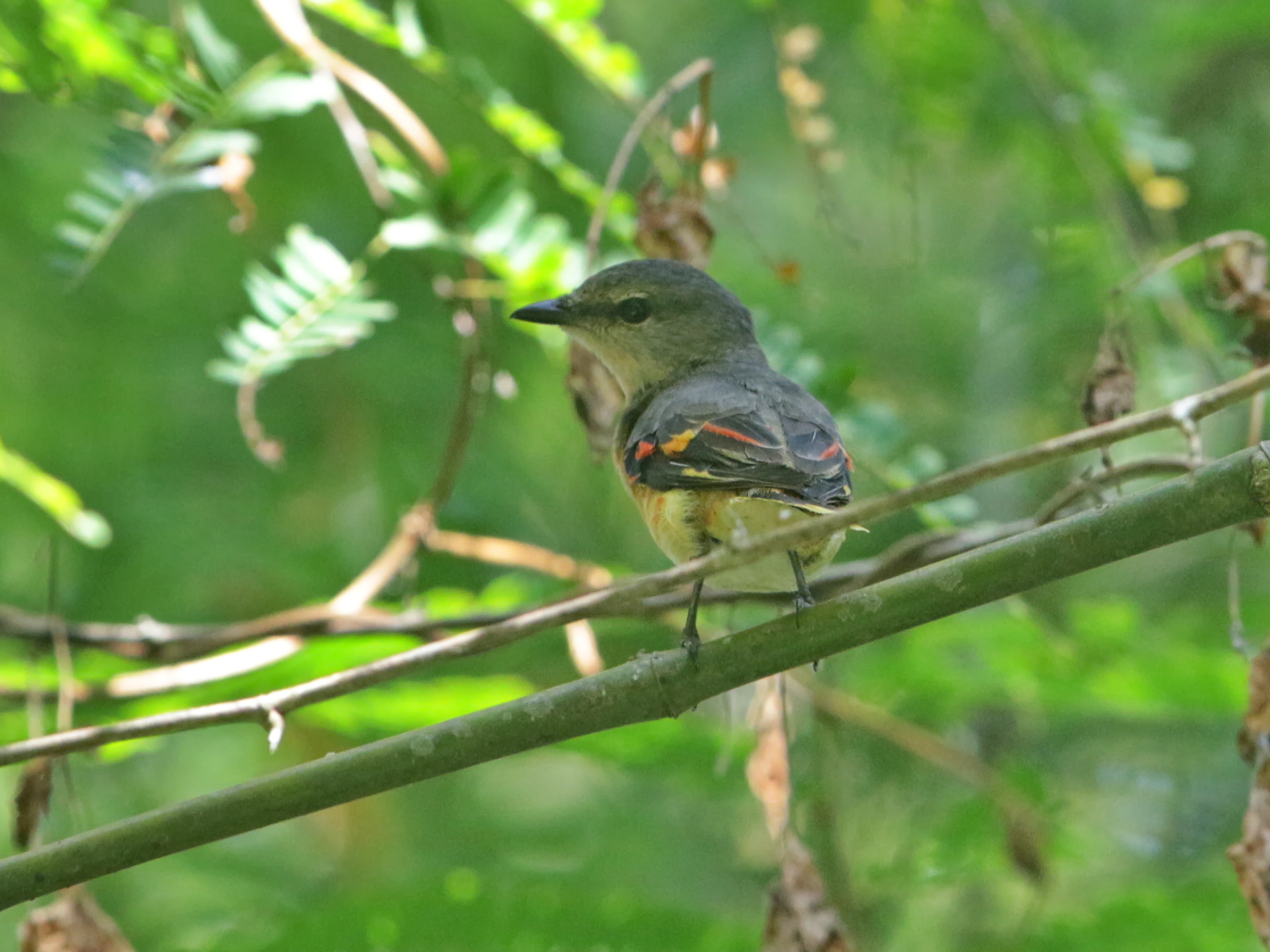 Rosy Minivet (Pericrocotus roseus), photo 4