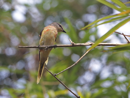 Rosy Minivet (Pericrocotus roseus), photo 5