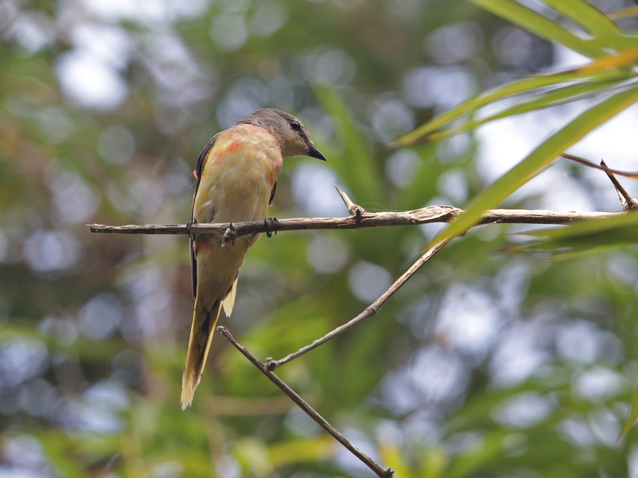 Rosy Minivet (Pericrocotus roseus), photo 5