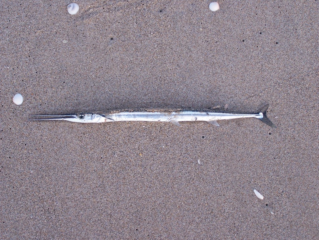 Agujon Needlefish