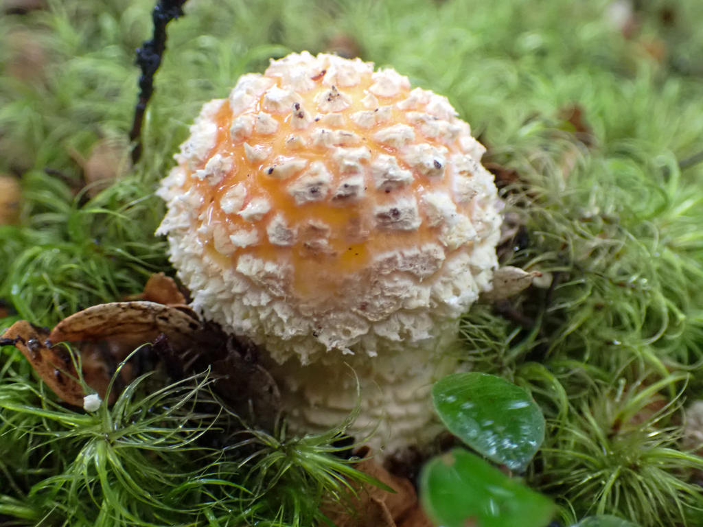 Amanita muscaria · January 2025 · photo: © richardlitt (iNaturalist, cc0)