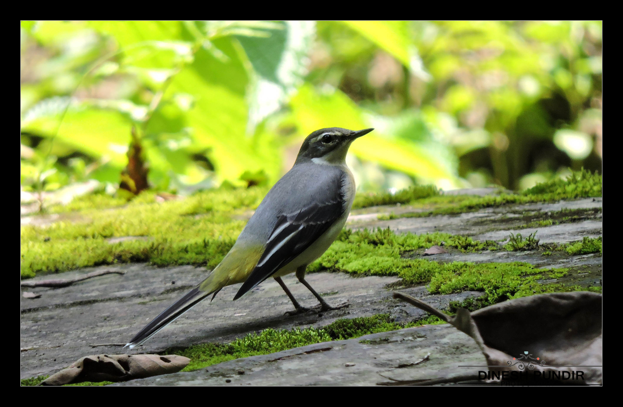 Grey Wagtail
