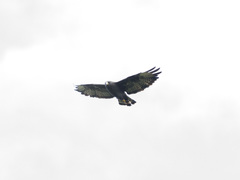 Buteo brachyurus