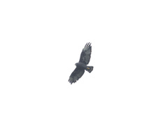 Buteo brachyurus
