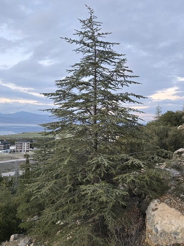 Cèdre du Liban — photo 3