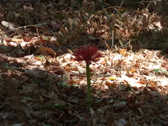 Scadoxus multiflorus subsp. multiflorus image