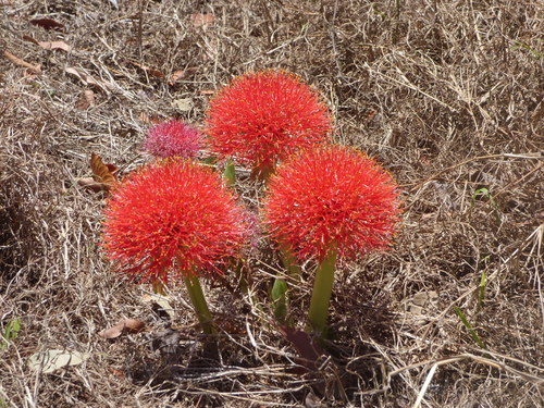Bloodlily