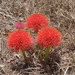 Bloodlily - Photo (c) Bill Crins, some rights reserved (CC BY-NC), uploaded by Bill Crins