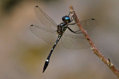 Macrothemis inequiunguis