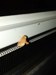 Tortricidia testacea