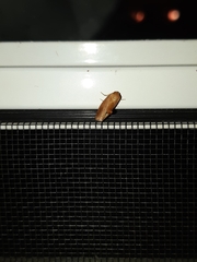 Tortricidia testacea