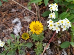 Erigeron aureus