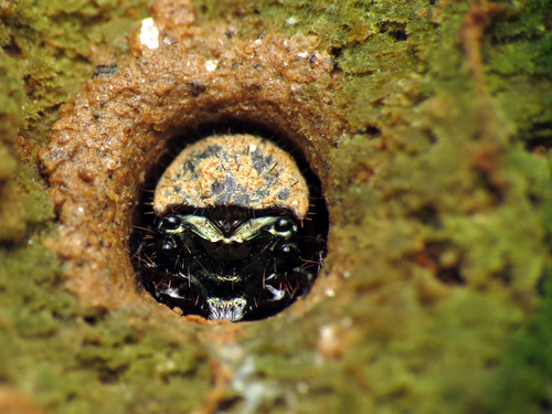 Six-spotted tiger beetle