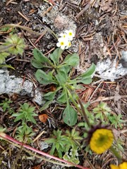 Erigeron aureus