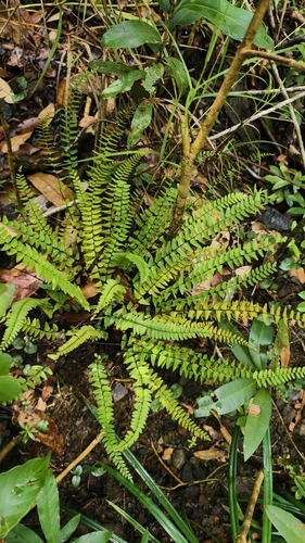 Lindsaea gueriniana observed 2025-01-24