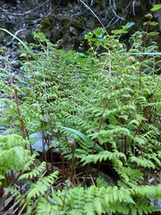 Cystopteris bulbifera