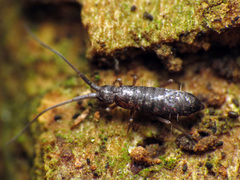 Pogonognathellus dubius