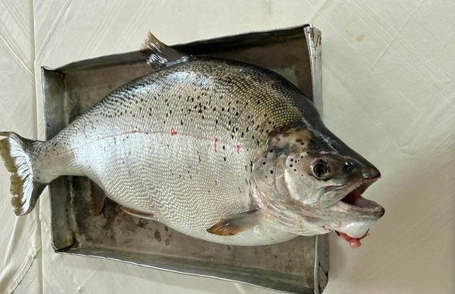 Ohrid trout (Salmo letnica) — Salmonidae