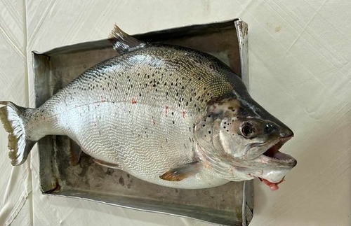 Ohrid trout (Salmo letnica) — Salmonidae