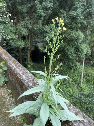 Foto de Almeirão
