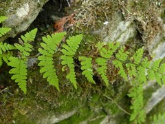 Cystopteris bulbifera