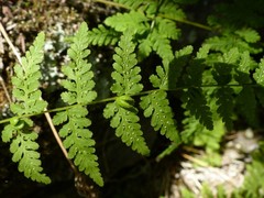 Cystopteris bulbifera