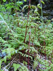 Cystopteris bulbifera