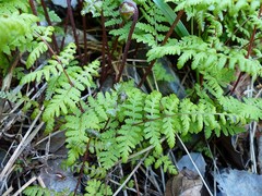 Cystopteris bulbifera