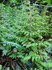 Cystopteris bulbifera