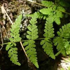 Cystopteris bulbifera