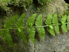 Cystopteris bulbifera