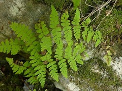 Cystopteris bulbifera