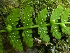 Cystopteris bulbifera