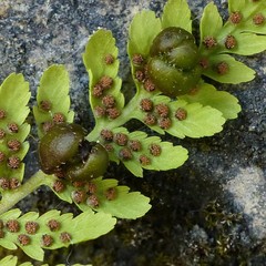 Cystopteris bulbifera