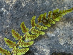 Cystopteris bulbifera