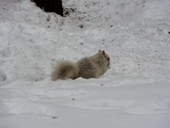 Sciurus carolinensis leucotis