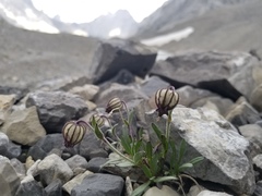 Silene uralensis