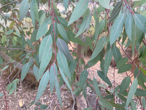 Avistamiento Eucalyptus camaldulensis