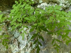 Cryptogramma stelleri