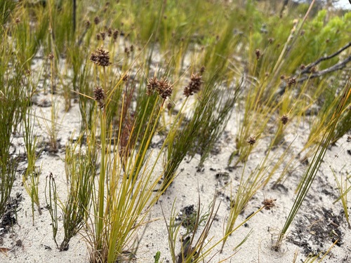 Image of Ficinia bulbosa by (c) Charleen Brunke, some rights reserved (CC BY)
