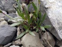 Silene uralensis
