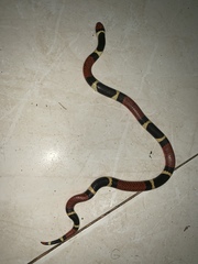 Micrurus surinamensis