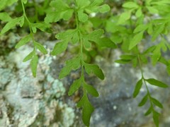 Cryptogramma stelleri
