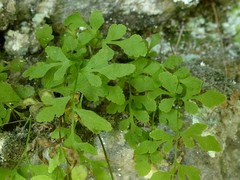 Cryptogramma stelleri