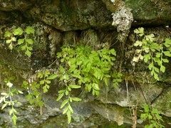 Cryptogramma stelleri