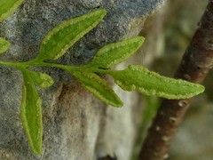 Cryptogramma stelleri