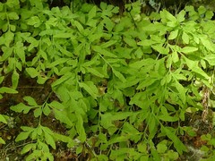 Cryptogramma stelleri