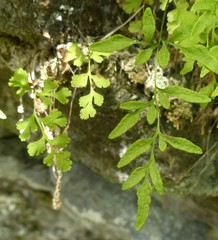 Cryptogramma stelleri