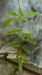 Cryptogramma stelleri